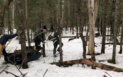 Rangers hike to retrieve tagged moose corpse